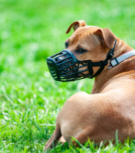 Pitbull terrier in muzzle on a leash